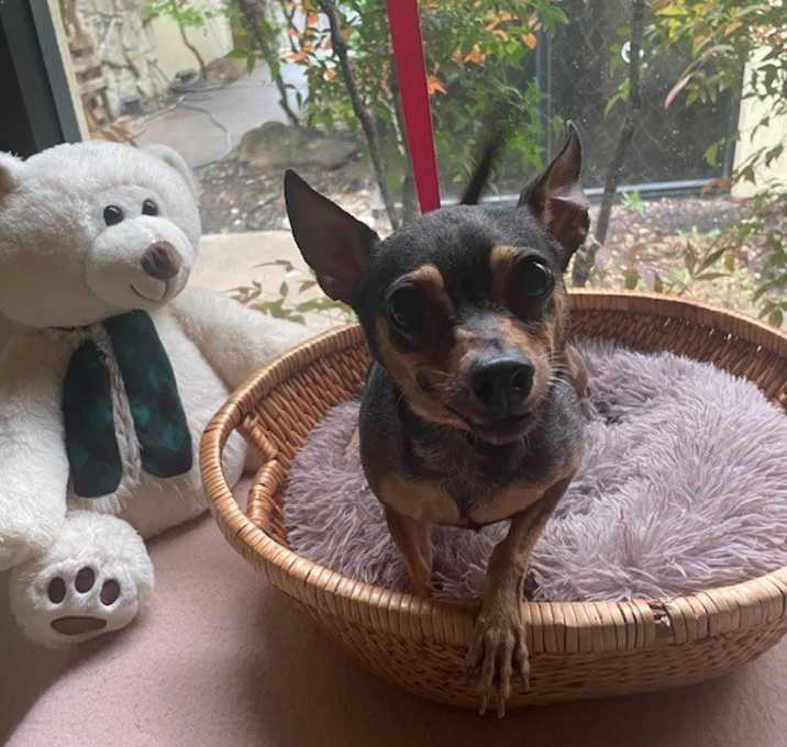 Photo of Nibblets