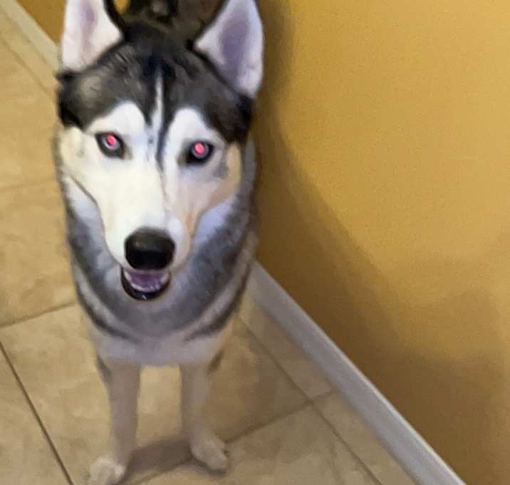 Photo of Apollo