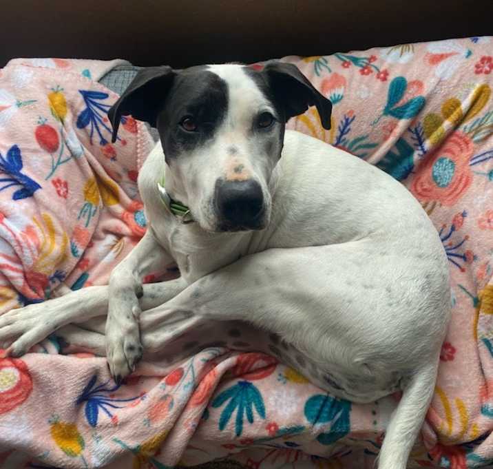 Photo of Ruger