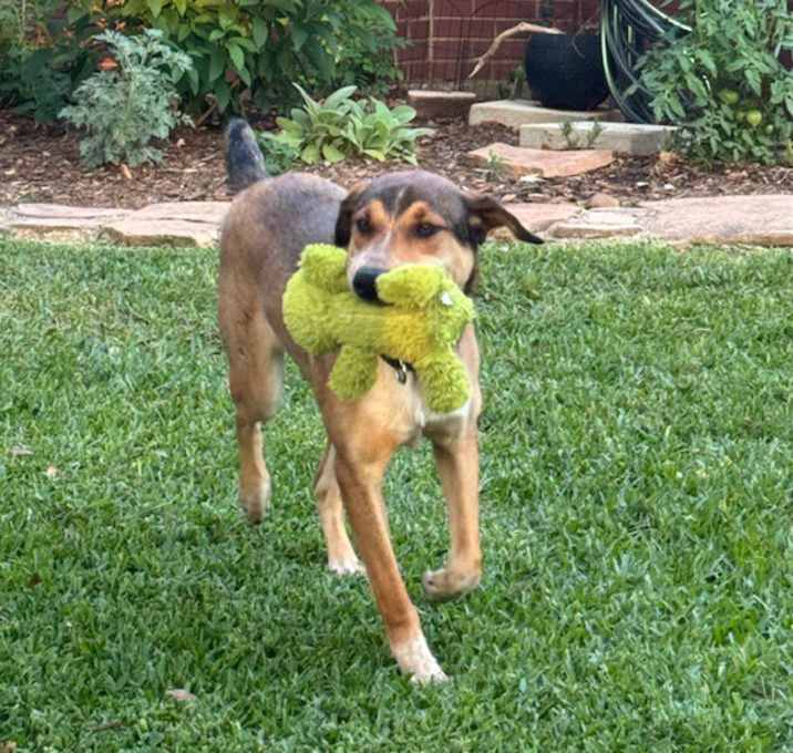 Photo of Chip