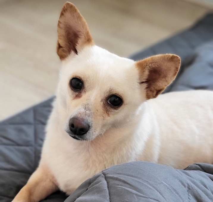 Photo of Sadie