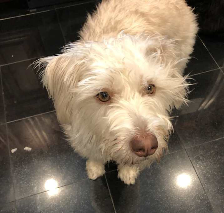 Photo of Pearl
