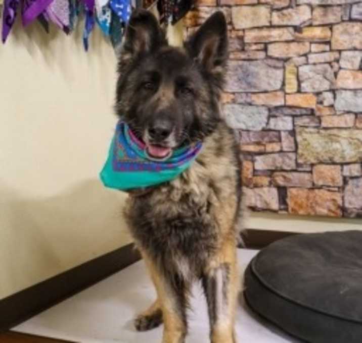 Photo of Rose (Roxy)