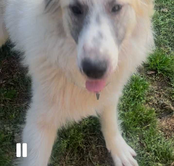Photo of Diesel