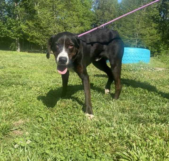 Photo of Scout