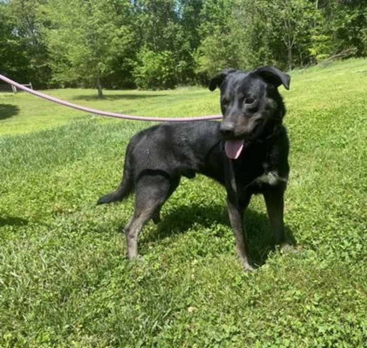 Photo of Dodge