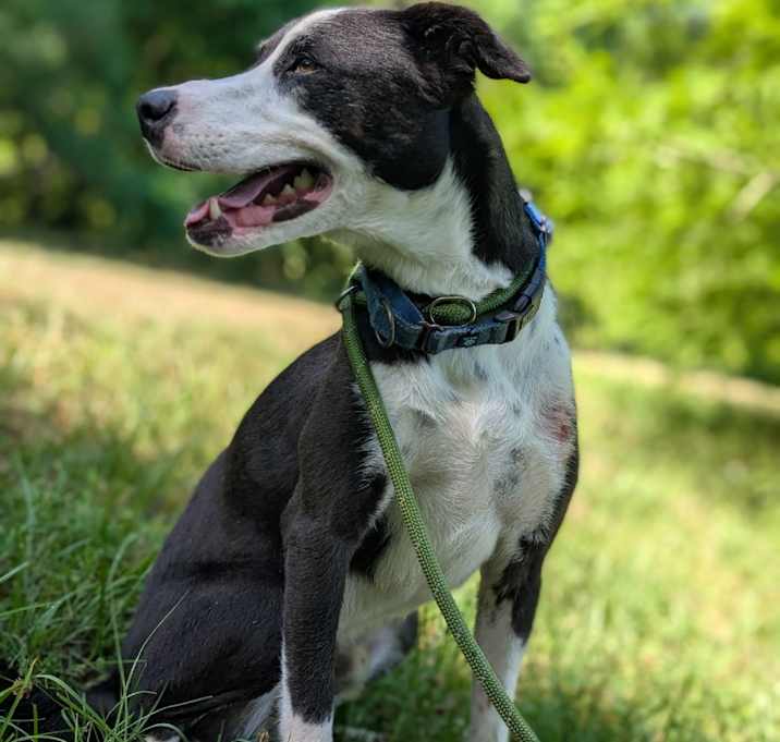 Photo of Kovu 26930