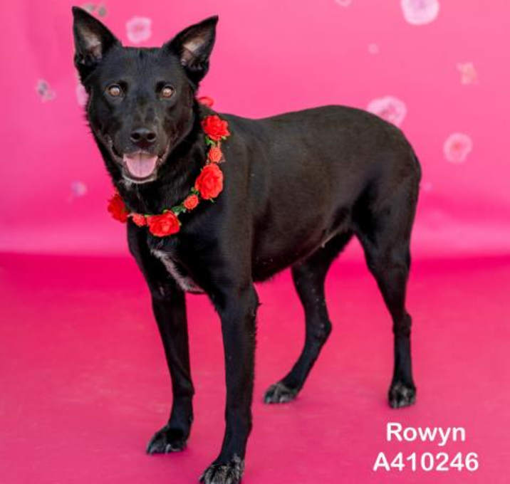 Photo of ROWYN