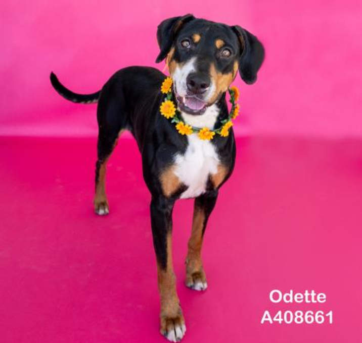 Photo of ODETTE