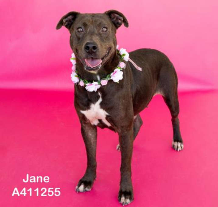 Photo of JANE