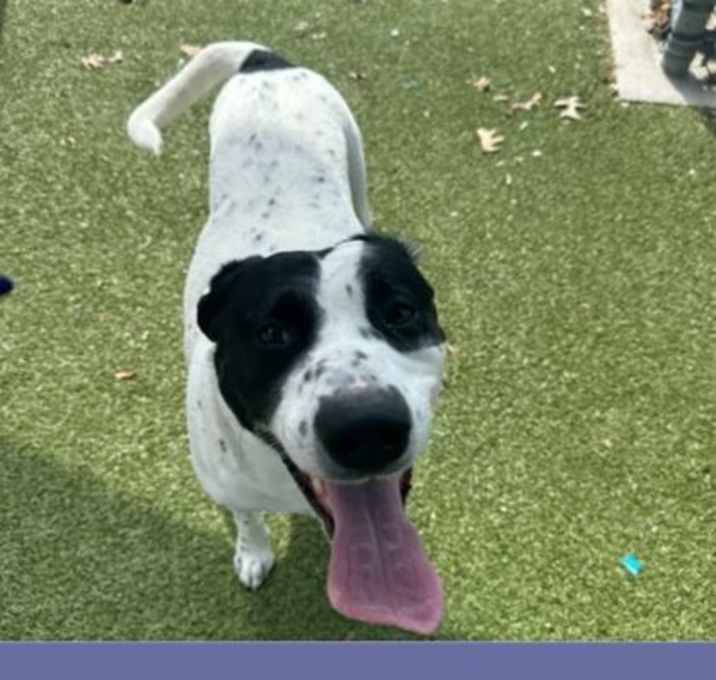 Photo of Patch