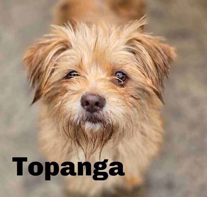 Photo of Topanga 250430