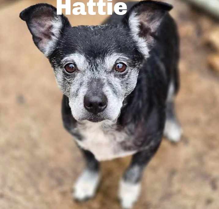 Photo of Hattie 250429