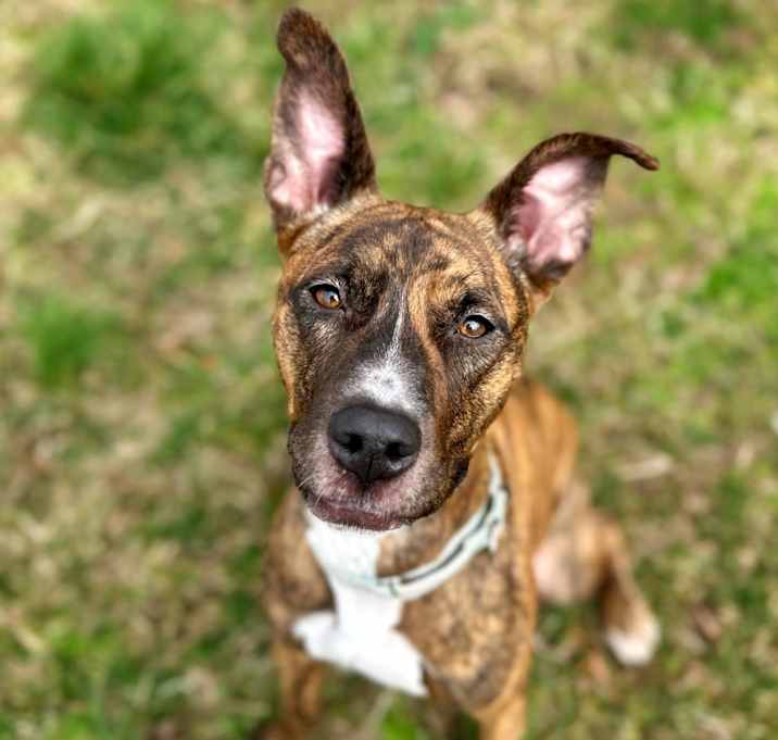 Photo of Tulip