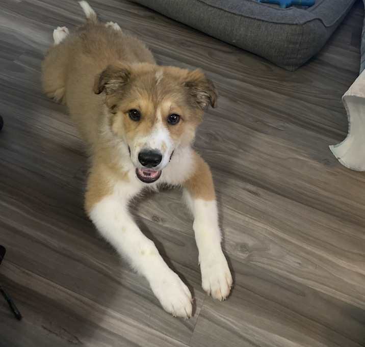 Photo of Banjo