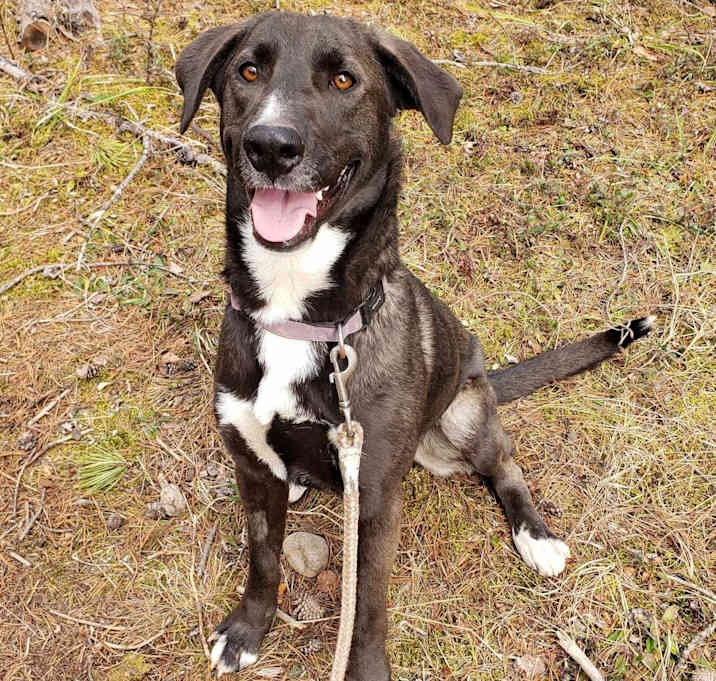 Photo of Lucky