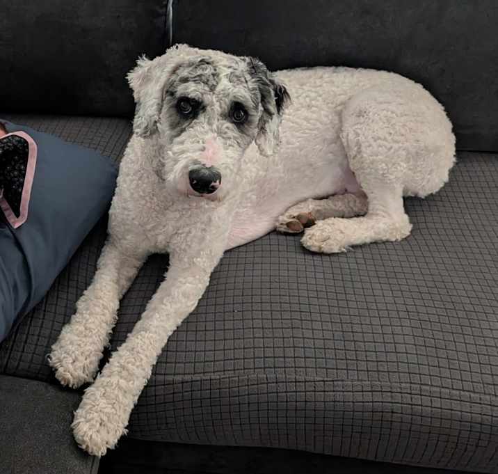 Photo of Lady