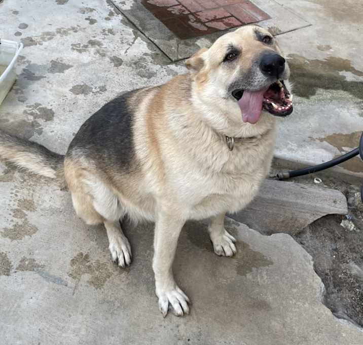 Photo of Bandit