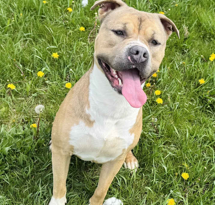 Photo of Starsky