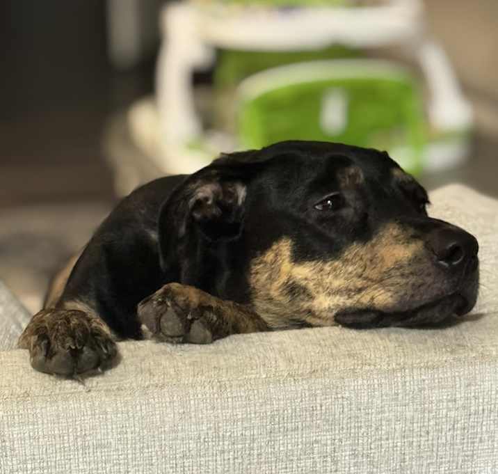 Photo of Tucker