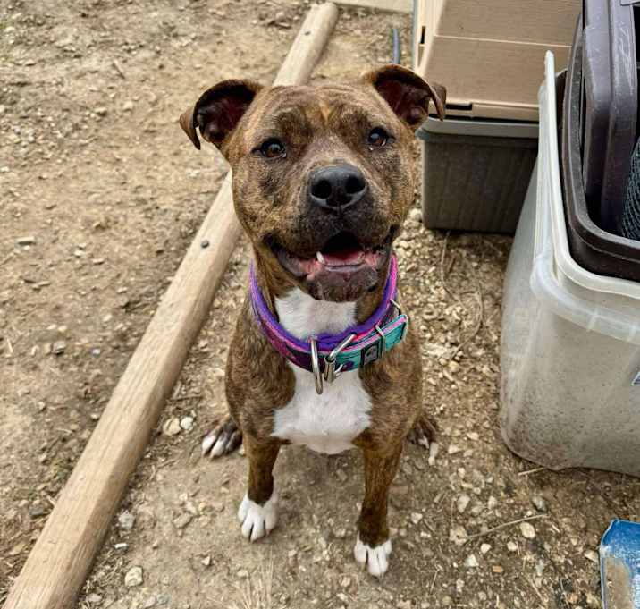Photo of Penny