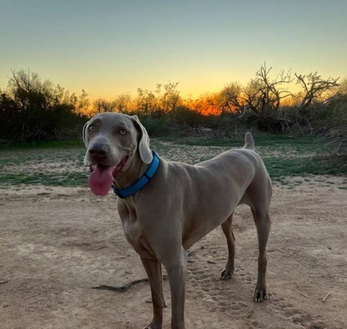 Photo of Maverick
