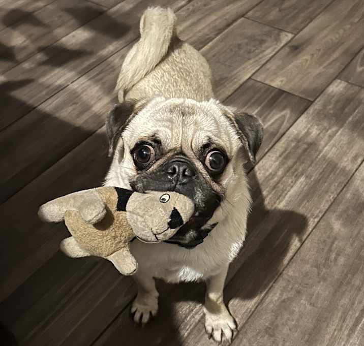 Photo of Bruno