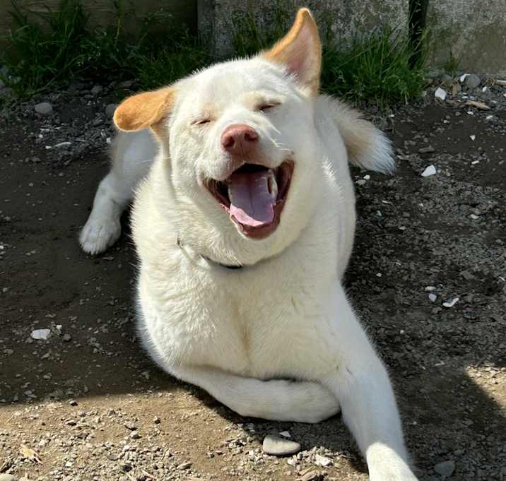 Photo of Mochi