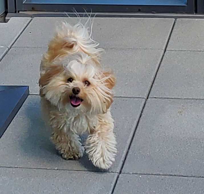 Photo of Zigi