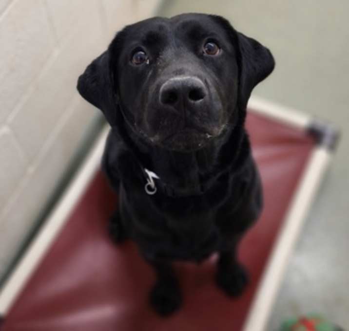 Photo of Loki