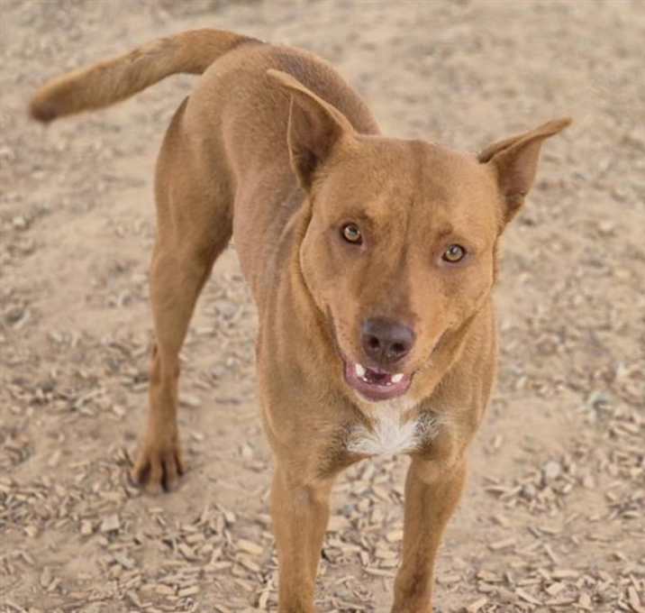 Photo of GOLDIE