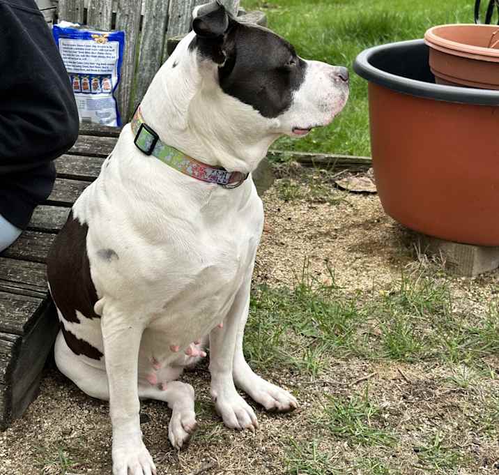 Photo of Bessie