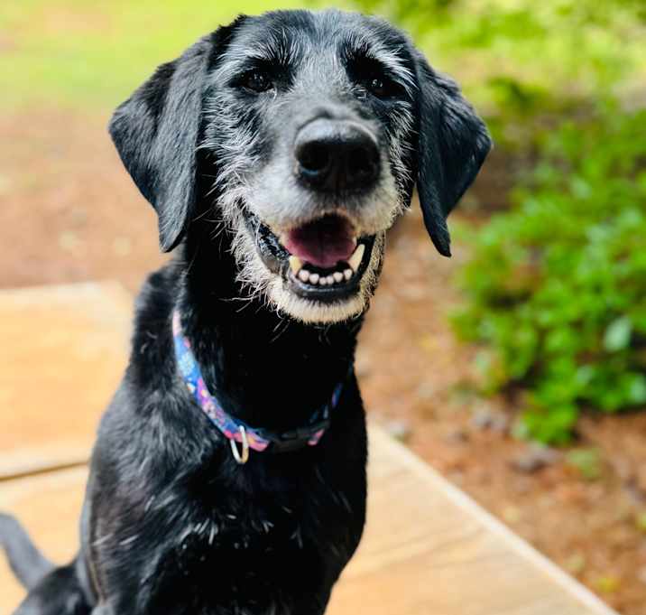 Photo of Mazie 