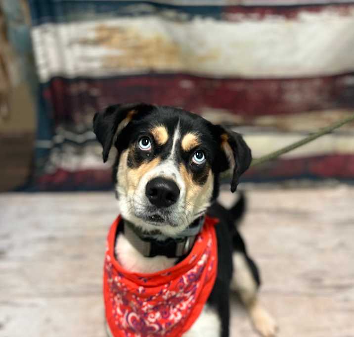Photo of Piper