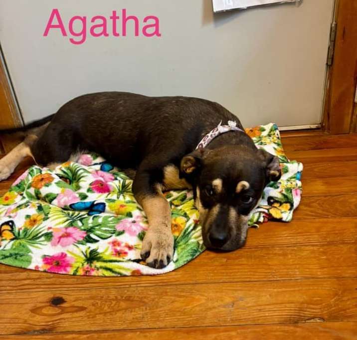 Photo of Agatha