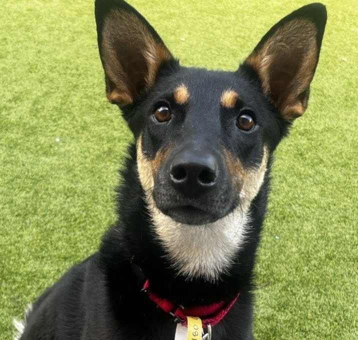 Photo of Cardi