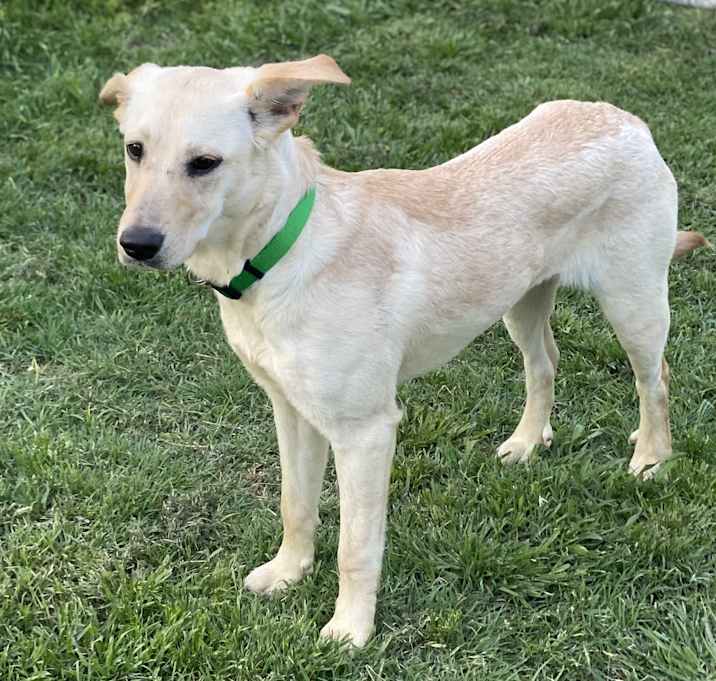 Photo of Vanilla