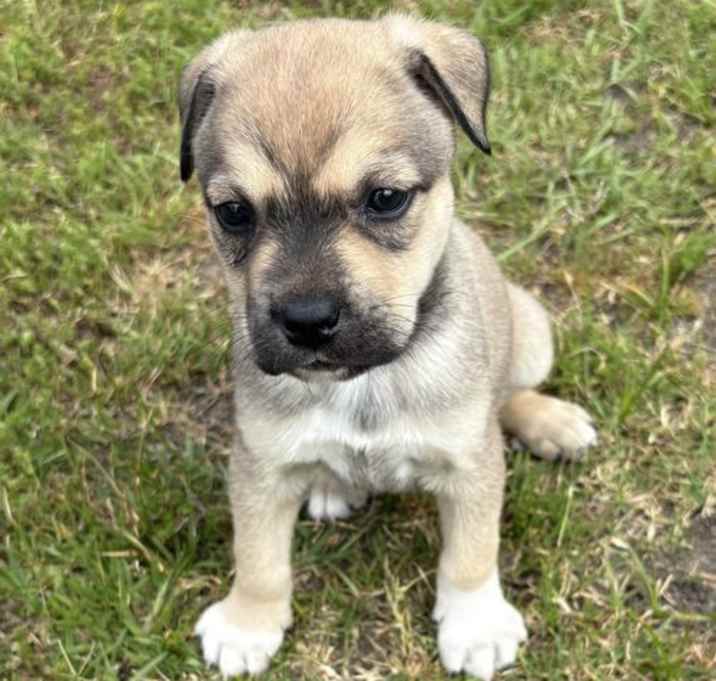 Photo of Cooper