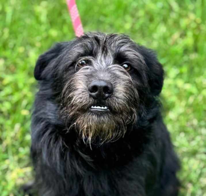 Photo of Ranger