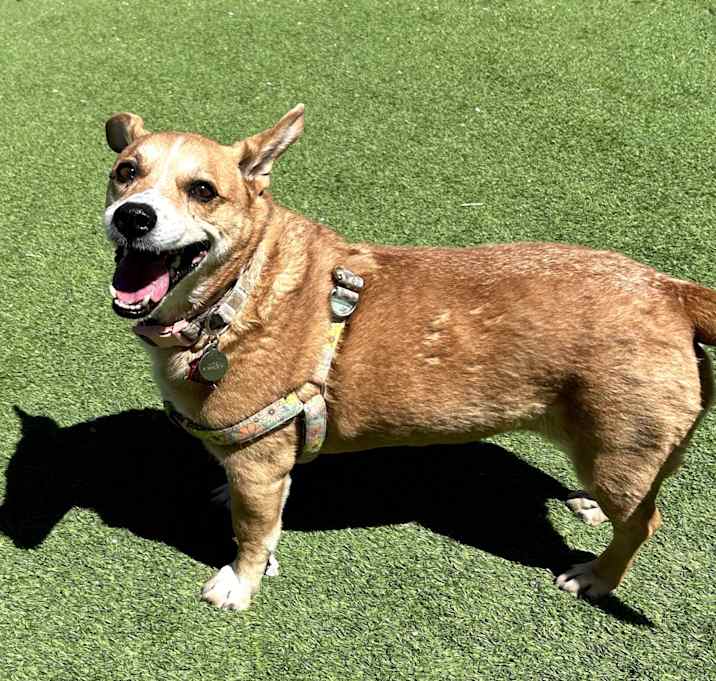 Photo of Margo - Great w/ Kids, Loves Walks!