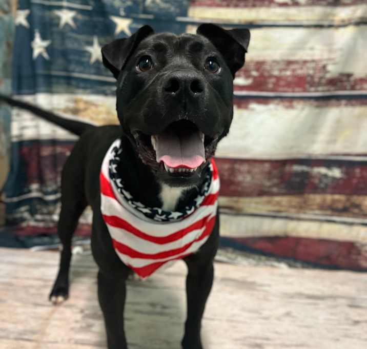 Photo of Koda