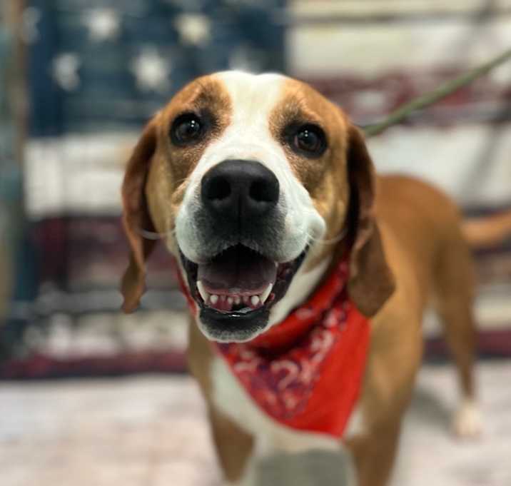 Photo of Dixie
