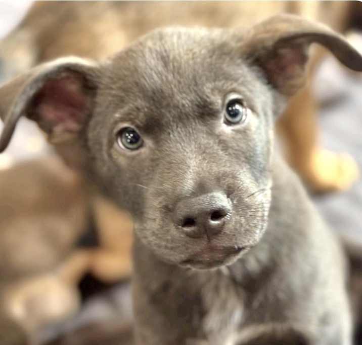 Photo of Oskar Adoption Pending