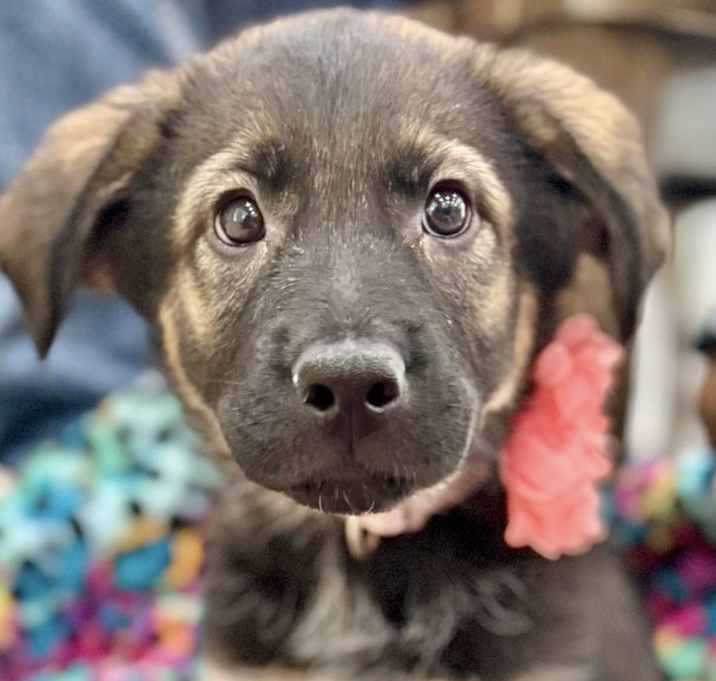 Photo of Sigrid Adoption Pending