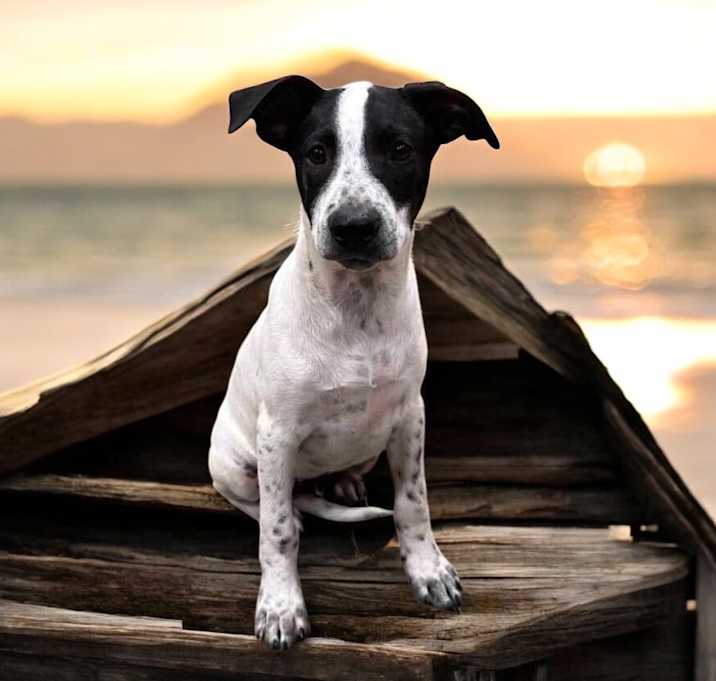 Photo of Fidget