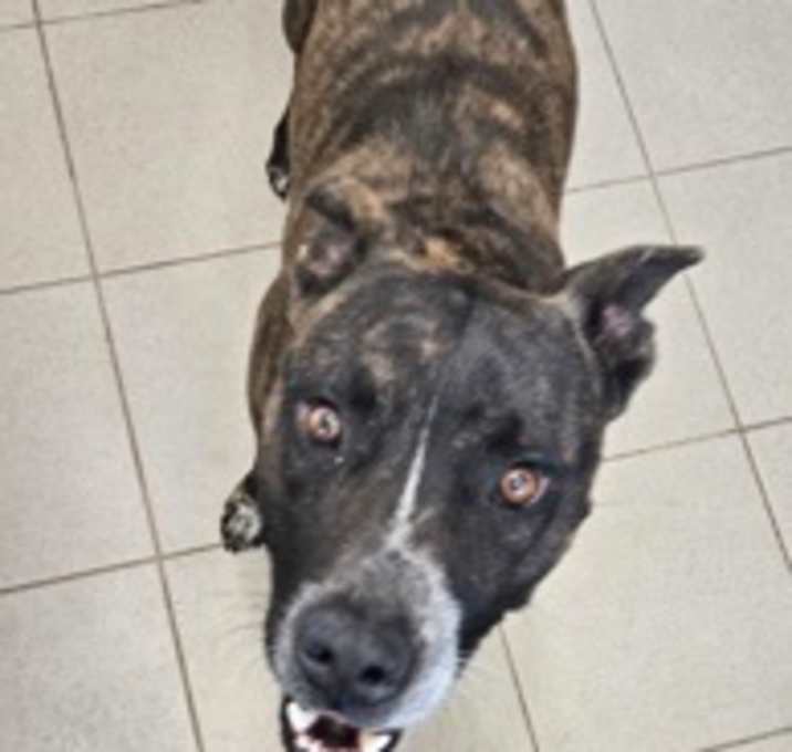 Photo of Brutus