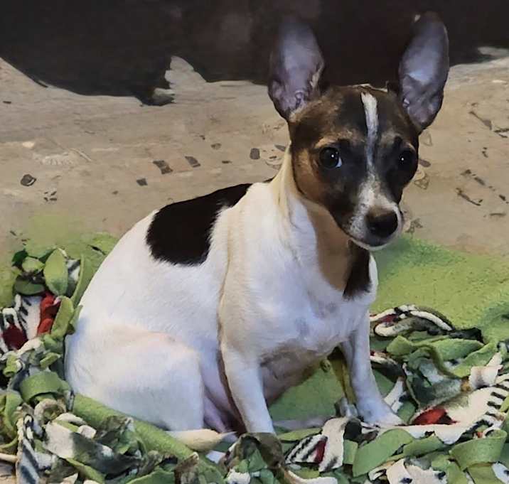 Photo of Bella