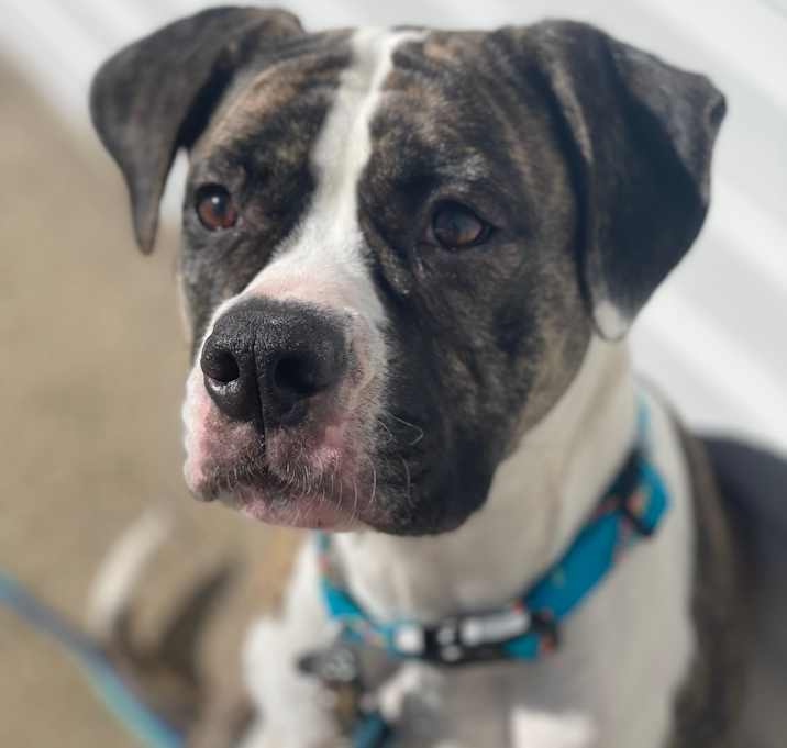 Photo of Indi aka Indiana