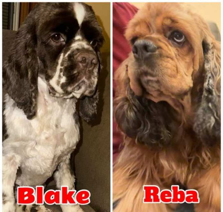 Photo of BLAKE AND REBA (Bonded Pair)