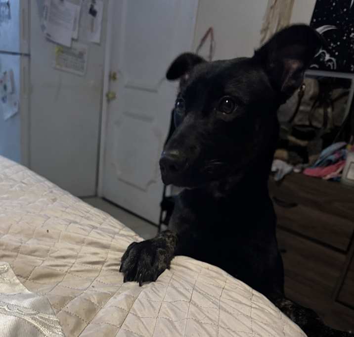 Photo of Odin